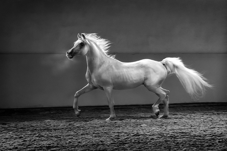 koń arabski na wybiegu
