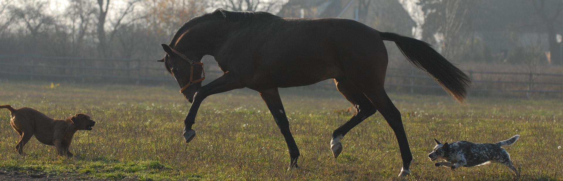 Czarny koń i psy