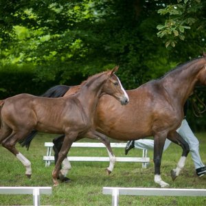 Strona 1